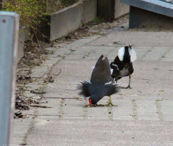 Photo de Poule