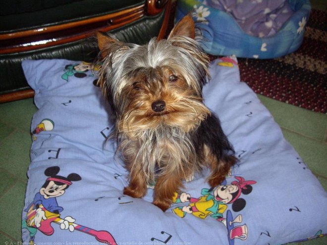 Photo de Yorkshire terrier