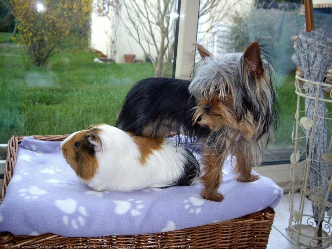 Photo de Yorkshire terrier