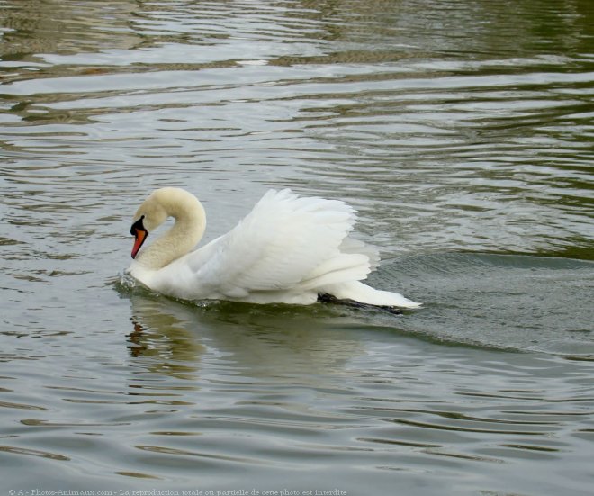 Photo de Cygne