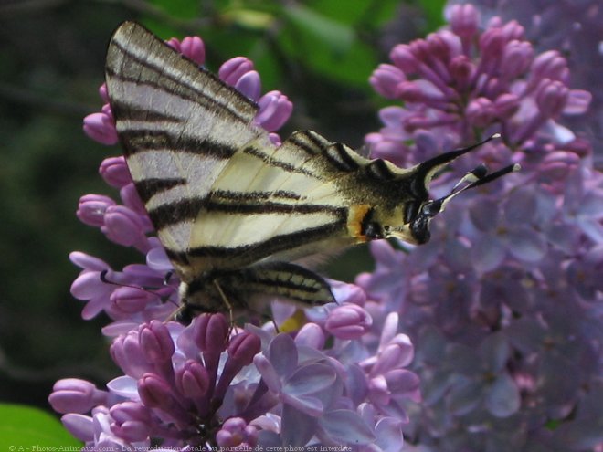 Photo de Papillon - flamb