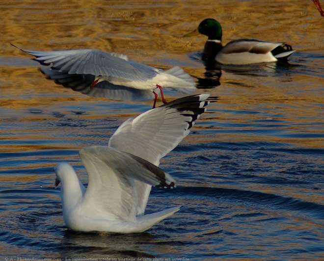 Photo de Mouette