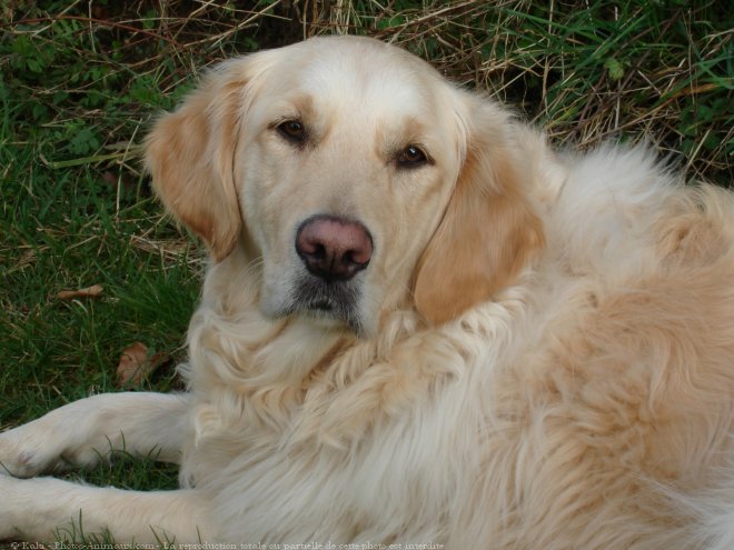 Photo de Golden retriever