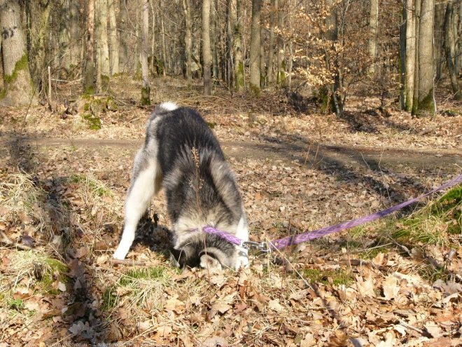 Photo de Husky siberien