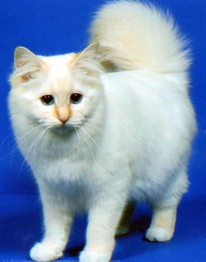 Photo de Sacr de birmanie