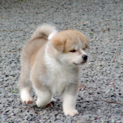 Photo d'Akita inu