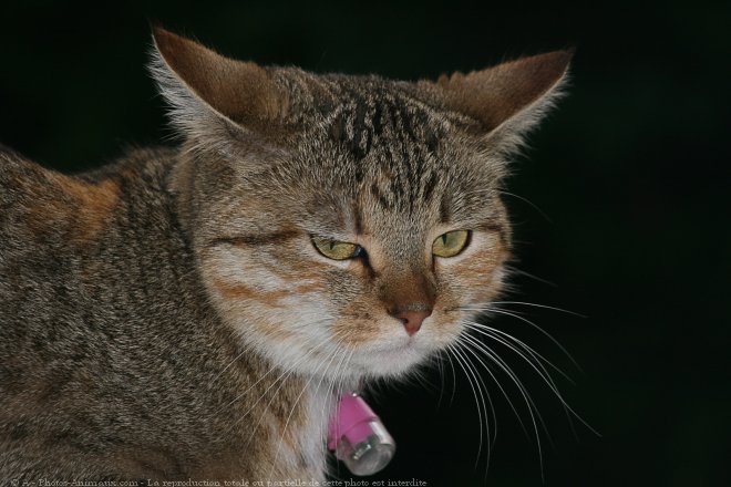 Photo de Chat domestique