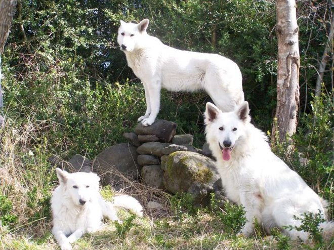 Photo de Berger blanc suisse