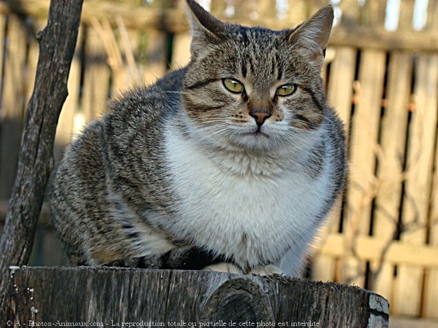 Photo de Chat domestique