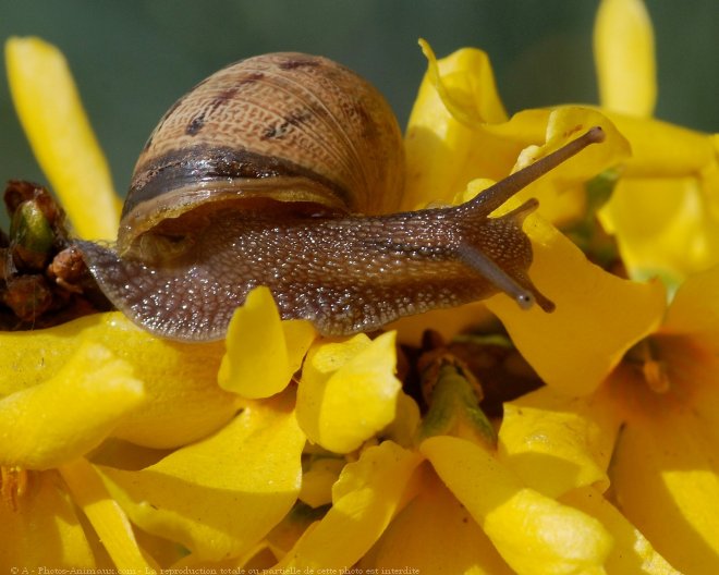 Photo d'Escargot