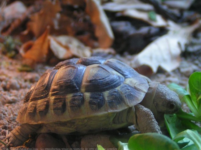 Photo de Tortue