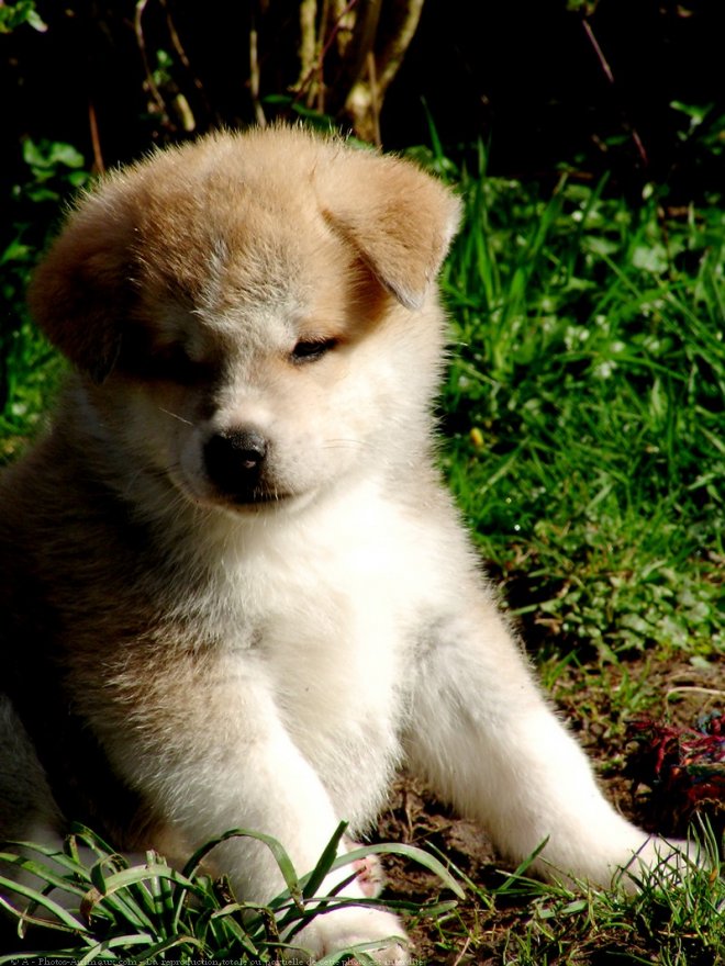 Photo d'Akita inu