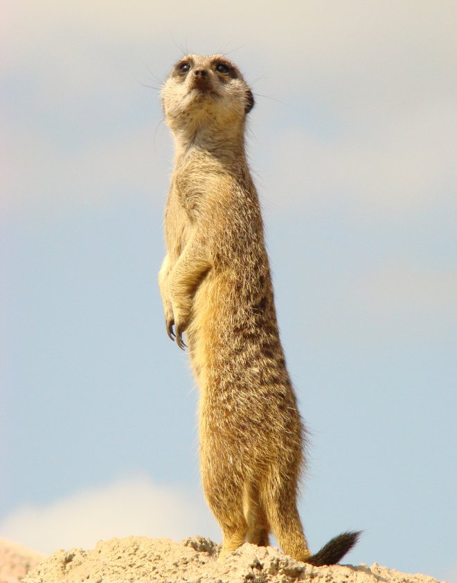 Photo de Suricate