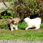 Photo d'Akita inu