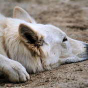 Photo de Berger blanc suisse