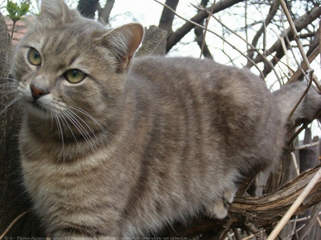 Photo de Chat domestique