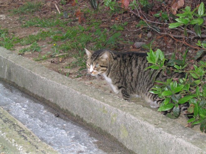 Photo de Chat domestique