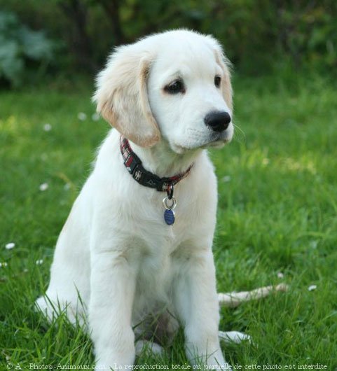 Photo de Golden retriever