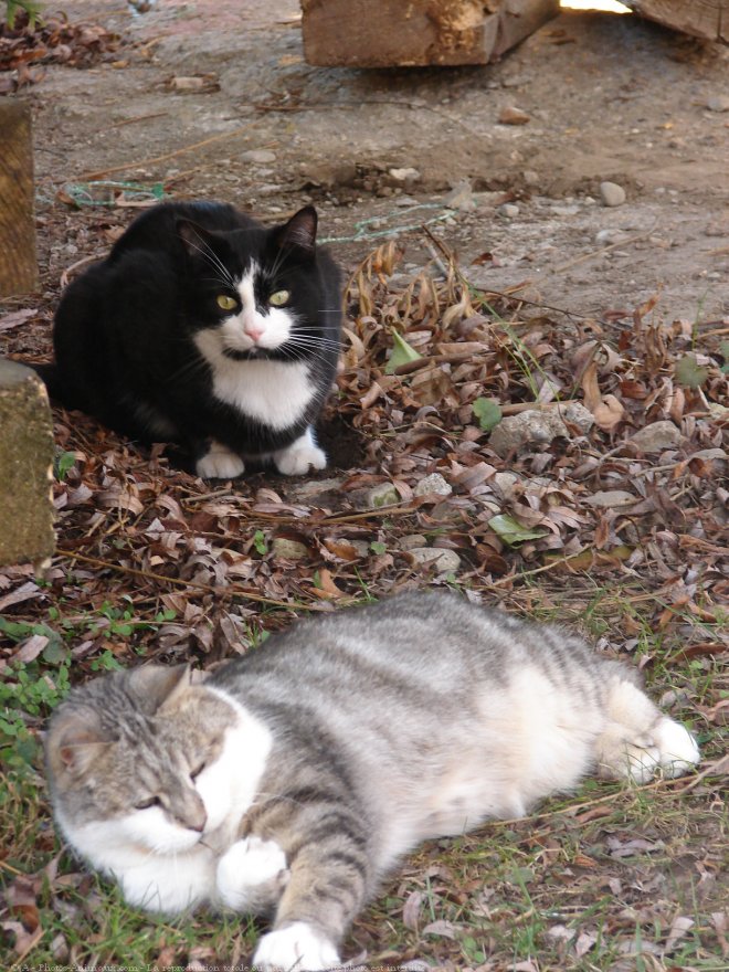 Photo de Chat domestique