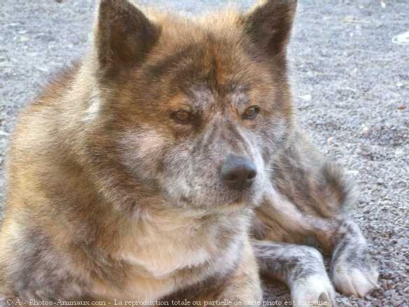 Photo d'Akita inu