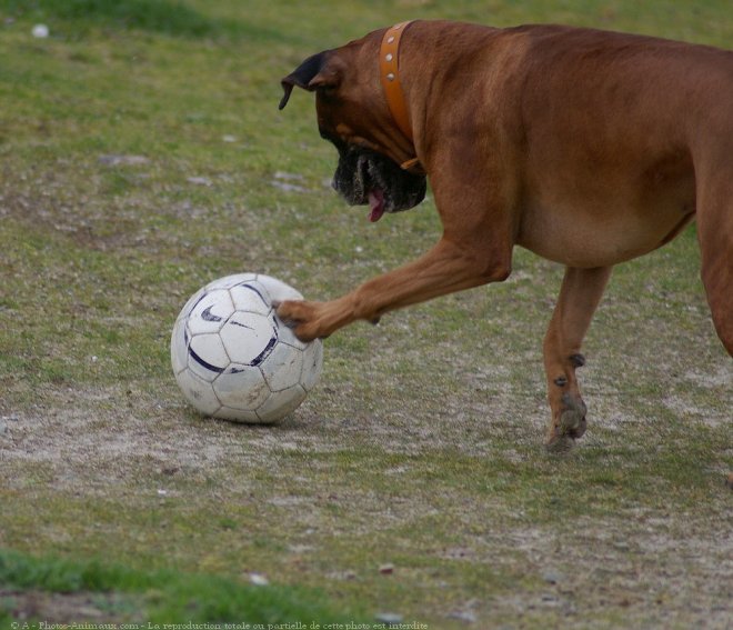 Photo de Boxer