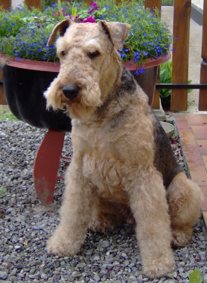 Photo d'Airedale terrier