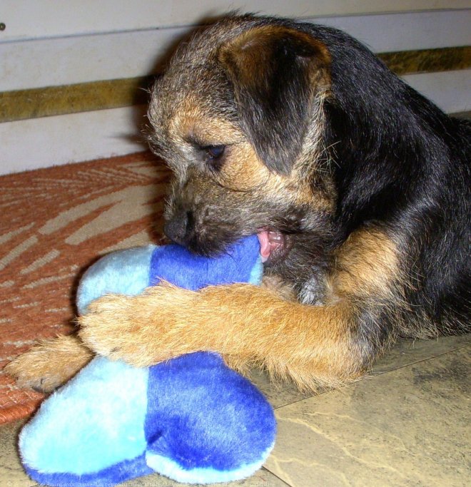 Photo de Border terrier