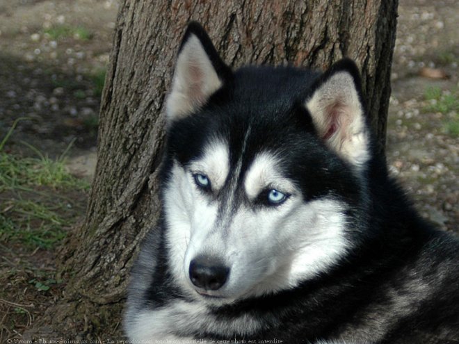 Photo de Husky siberien