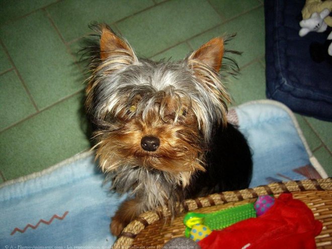 Photo de Yorkshire terrier