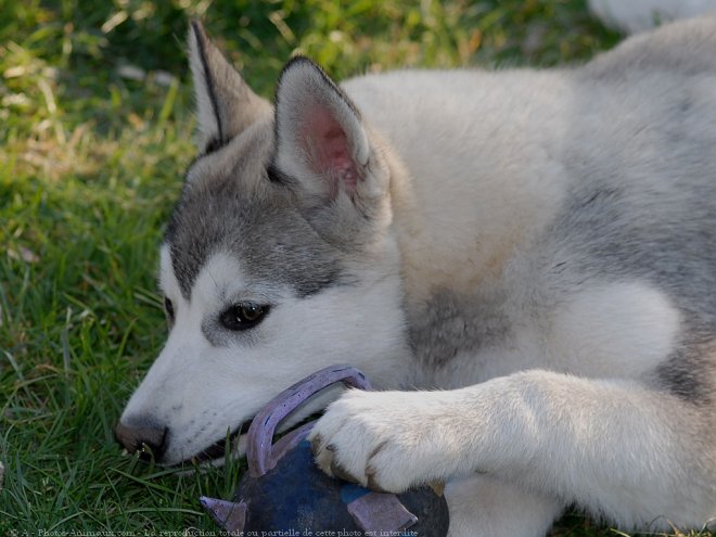 Photo de Husky siberien