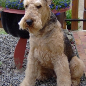 Photo d'Airedale terrier