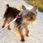 Photo de Yorkshire terrier