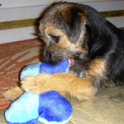 Photo de Border terrier