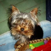 Photo de Yorkshire terrier