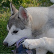 Photo de Husky siberien