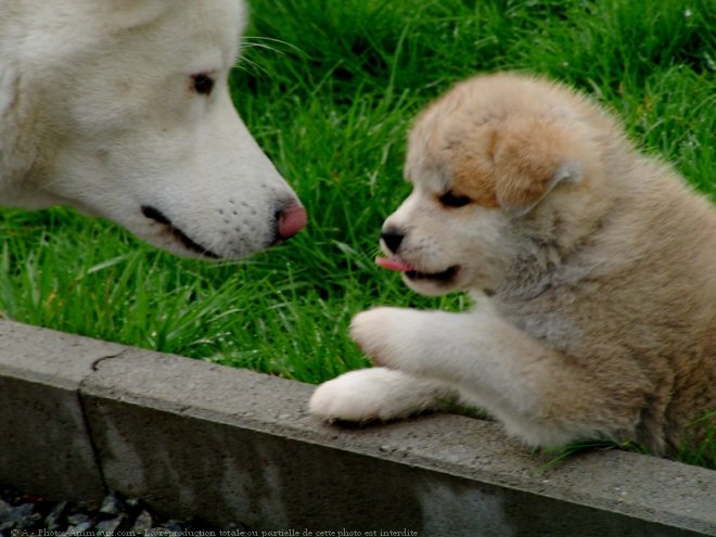 Photo d'Akita inu