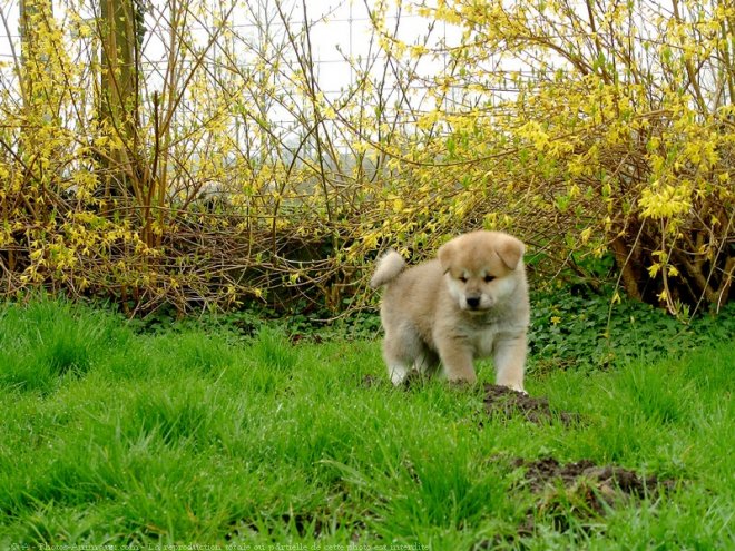 Photo d'Akita inu