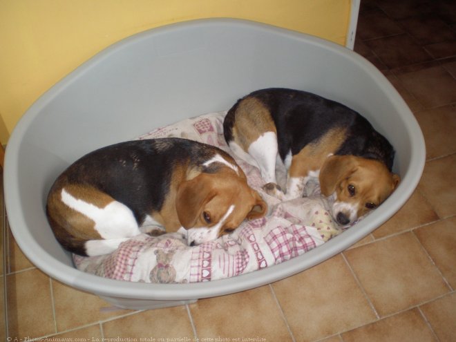 Photo de Beagle