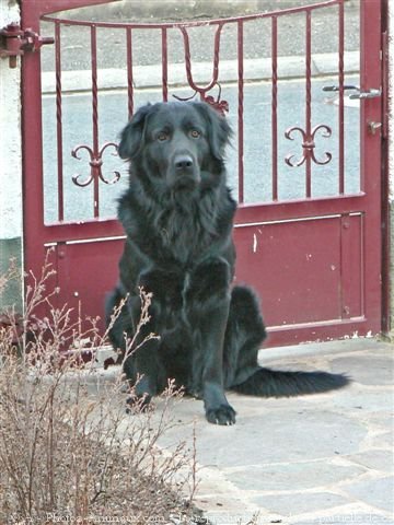 Photo de Retriever  poil plat