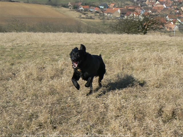 Photo de Retriever  poil plat