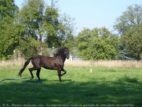 Photo de Trotteur franais