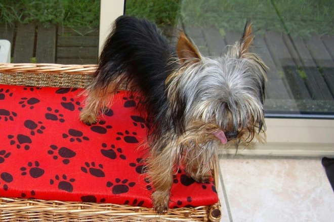 Photo de Yorkshire terrier