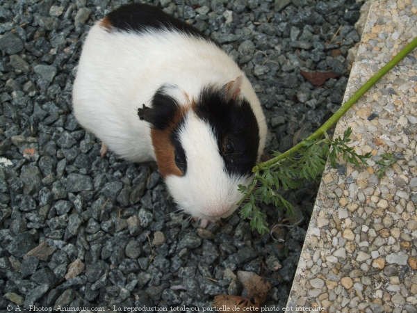 Photo de Cochon d'inde - poils lisses / ras