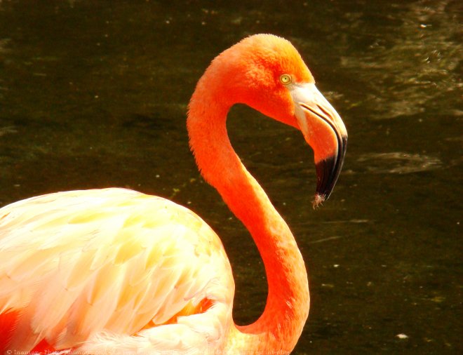 Photo de Flamand rose