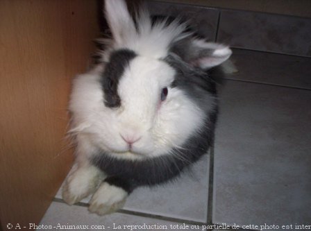 Photo de Lapin