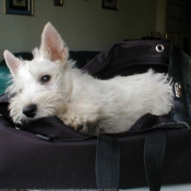 Photo de Scottish terrier