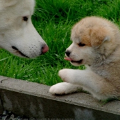 Photo d'Akita inu