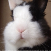 Photo de Lapin