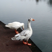 Photo de Races diffrentes