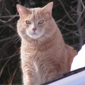 Photo de Chat domestique